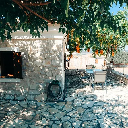 Apartment Olive Roots *