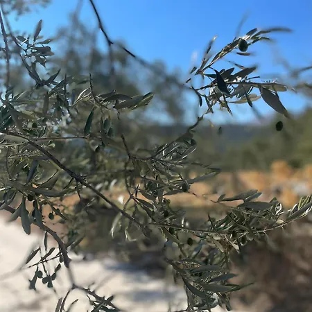 Olive Roots Διαμέρισμα Pelei