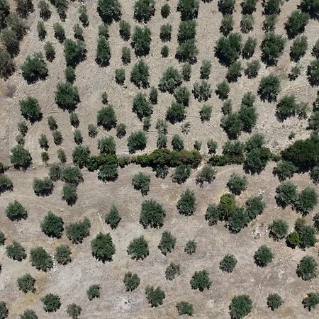 Olive Roots Apartamento Pelei