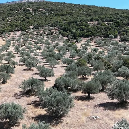 Olive Roots * Pelei