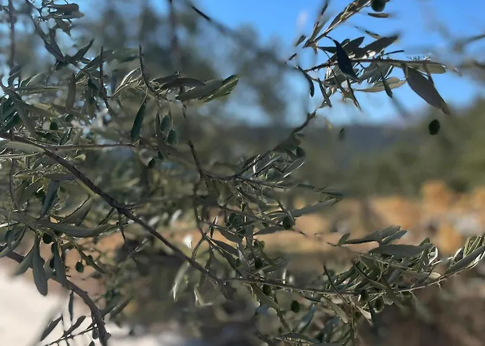 Olive Roots Apartamento Pelei